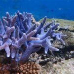 In 2015, Hawaii rescued fragments of a coral found only in Kaneohe Bay; after its wild colonies disappeared, scientists grew it in a nursery and returned it to the reef