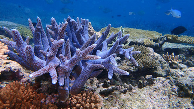In 2015, Hawaii rescued fragments of a coral found only in Kaneohe Bay; after its wild colonies disappeared, scientists grew it in a nursery and returned it to the reef