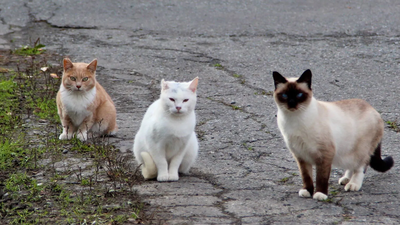 In 2016, NSW began fencing feral cats and foxes out of three reserves; 10 years later, 13 locally extinct species had returned, some after 100+ years, and were breeding again