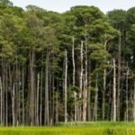 In 1990, Tennessee siblings planted 240 acres of former fields and pastures with loblolly pine; 28 years later, their entire 852-acre family property passed to a land trust for conservation