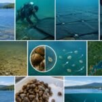 In 2011, New York covered five acres of Lake George with more than 700 mats to suffocate invasive Asian clams; 97% died, but the invader later spread to 27 locations
