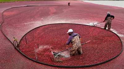 In 2018, Massachusetts removed the first of two old dams from former cranberry bogs; by 2020, 56 acres of wetlands had been rebuilt and 200+ native plant species had