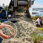 In 2020, a New Orleans project began crushing bottles into sand; six years later, it has diverted 12 million pounds of glass to help rebuild shrinking coastal wetlands