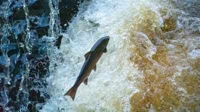 Maine removed a 60-year-old river barrier where only about 25 wild adult Atlantic salmon return each year; a new nature-like fishway aims to reopen migration routes