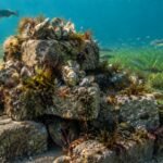 In 2021, researchers began placing concrete-block oyster reefs in bare eelgrass patches on Prince Edward Island; within two years biomass was about 45 times higher and 45 taxa had colonised the structures