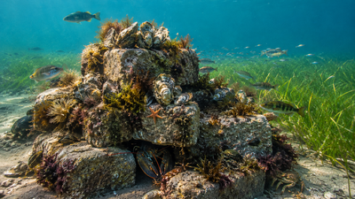 In 2021, researchers began placing concrete-block oyster reefs in bare eelgrass patches on Prince Edward Island; within two years biomass was about 45 times higher and 45 taxa had colonised the structures