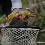 In 2001, California began removing non-native trout from high-Sierra lakes; by 2011 nearly 44,000 fish were removed from 19 lakes, as frogs in three restoration lakes rose from about 190 to over 18,800