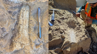 California construction workers uncover 40-million-year-old fossils; they could belong to extinct ‘thunder beast’ or ‘swamp rhino’ | World News
