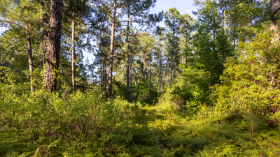 Forty-five North Carolina property owners sued over roads planned through their neighborhoods for the 1,800-home Hilton Bluffs project; the developer removed both links, then the county denied its revised one-access plan
