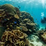 23 US nuclear tests forced Bikini Atoll residents from their homes; decades later, scientists found giant corals thriving underwater﻿ | World News