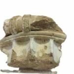 A German tourist took a 2,400-year-old piece of Ancient Olympia home in the 1960s; more than 50 years later, she returned it to the birthplace of the Olympic Games