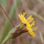 In 2019, a Norfolk farm began giving 500 acres of marginal farmland back to nature; three years later, average plant diversity had doubled and ex-arable plots rose from 7 to 32 species