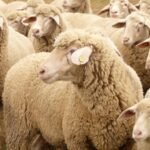 5,500 Dorper sheep worth more than .7 million stolen from Queensland property; police seek information months later﻿ | World News