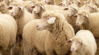 5,500 Dorper sheep worth more than $1.7 million stolen from Queensland property; police seek information months later﻿ | World News