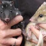Australia’s endangered eastern quolls have welcomed new joeys; after vanishing from the mainland for 60 years, the species is now breeding again in a rare conservation comeback