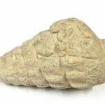 A 66-million-year-old gastropod fossil was found at a 5,000-year-old settlement in Ankara; ancient inhabitants may have brought it there | World News