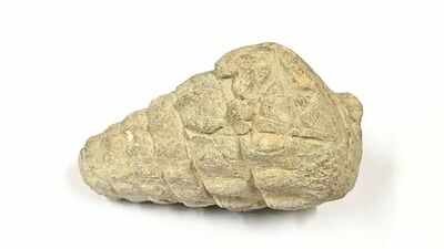 A 66-million-year-old gastropod fossil was found at a 5,000-year-old settlement in Ankara; ancient inhabitants may have brought it there | World News