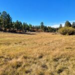 A Colorado family has protected a 684-acre ranch that stayed in the same family for 90 years; its old cabin once served as a ranger and postmaster station | World News