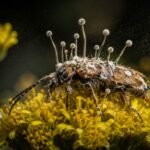A fungus turns beetles into zombies and makes them die on flowers; scientists say the timing helps infect the next generation |