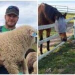 Inside Chris Pratt’s 100-acre Washington ranch with sheep, pigs and award-winning wool, where farm life helps him slow down away from Hollywood