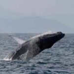 Once hunted to near extinction, Brazil’s humpback whales make a stunning comeback, population surges from just 2,000 to nearly 35,000 in two decades
