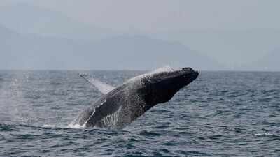 Once hunted to near extinction, Brazil’s humpback whales make a stunning comeback, population surges from just 2,000 to nearly 35,000 in two decades