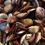 A Japanese village was drowning in 40,000 tonnes of scallop shells; then they crushed them to make stronger safety helmets for the fishermen