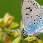 In 1983, Britain reintroduced a butterfly declared extinct just four years earlier; the large blue has since surged 1,866% and now survives at 33 sites