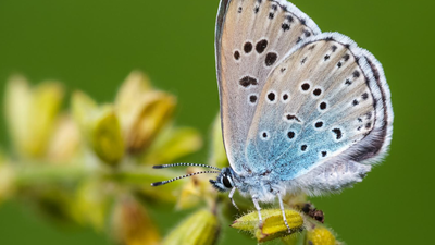In 1983, Britain reintroduced a butterfly declared extinct just four years earlier; the large blue has since surged 1,866% and now survives at 33 sites