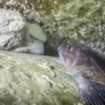 In 2015, Canada sank a 113-metre retired warship off British Columbia; five years later, monitoring had recorded more than 170 marine species on the wreck