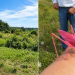 A Massachusetts group restored 44 acres of wetland and a mile of stream; butterflies soon appeared that locals had never seen there