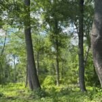 A Pennsylvania family protected a 30-acre farm beside 1,300 acres of preserved land; its mature oaks and hickories now provide habitat for turkeys, bats and hundreds of caterpillar species