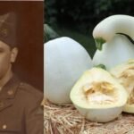 A Pennsylvania teacher preserved his family’s white pumpkin for nearly 40 years; the Thanksgiving heirloom is now grown by gardeners | World News