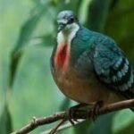 A pigeon with a ‘bleeding heart’ has returned after 20 years: Rare Philippine bird spotted in 2026, but why its comeback may not be good news