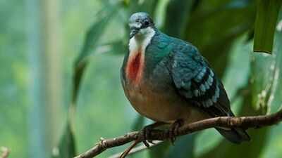A pigeon with a ‘bleeding heart’ has returned after 20 years: Rare Philippine bird spotted in 2026, but why its comeback may not be good news