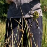 A brightly striped wasp spider has been recorded in Cheshire for the first time; Chester Zoo says the harmless species is moving north as warming reshapes where British wildlife can survive