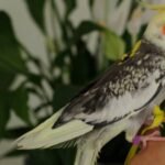 A Texas teenager started building birdhouses after losing his pet cockatiel; 5 years later, he has made 750 shelters and inspired a conservation movement across 20 states