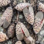 A Toledo woman’s neighbour has a tree of heaven covered in spotted lanternflies, leaving her driveway, car and patio covered in bugs and sticky sap﻿ | World News