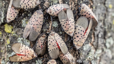 A Toledo woman’s neighbour has a tree of heaven covered in spotted lanternflies, leaving her driveway, car and patio covered in bugs and sticky sap﻿ | World News