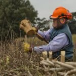 An ancient British farming craft faded after World War II; now 2,500 farmers want to revive 1,300km of mature hedgerows to help wildlife and reduce flooding
