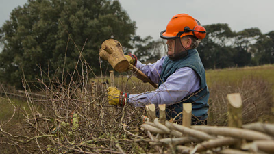 An ancient British farming craft faded after World War II; now 2,500 farmers want to revive 1,300km of mature hedgerows to help wildlife and reduce flooding