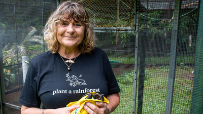 An Australian woman bought cleared sugarcane land and planted trees; 10 years later, 119,000 trees transformed it into a rainforest home to flying-foxes | World News