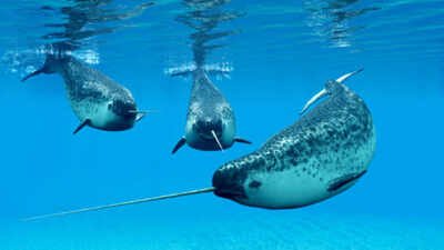 A narwhal can grow a single 10-feet tooth through its upper lip; scientists used 3D X-rays and 3 particle accelerators to discover how nature’s only straight tusk stays straight