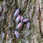 An invasive insect first found in Pennsylvania in 2014 spread across 18 US states; Canada has now confirmed its first spotted lanternfly detection in Windsor, putting grape-growing regions on alert