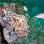 Hotter seas, vanishing kelp, booming octopus: How Europe’s marine life is changing