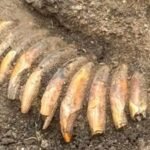 Archaeologists were excavating a Roman cemetery in Poland when they found a much older man buried with two decapitated human heads, 42 animal teeth and a battle axe
