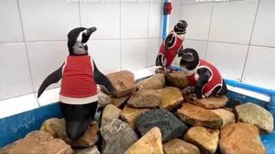 As El Niño intensifies, scientists in Chile are making a vulnerable penguin species wear copper vests to help them heal faster