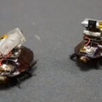 Australian scientists have created a cyborg cockroach that could locate victims and save lives in disaster zones