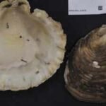 Australian students went scuba diving to rebuild an oyster reef; 28 underwater structures quickly attracted oysters and marine life | World News