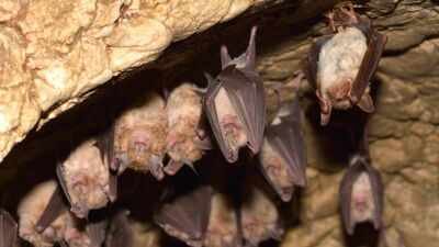 Some Myotis bats can live 50 years while close relatives live just 7; sequencing eight species found longevity genes overlapping with cancer and virus defenses
